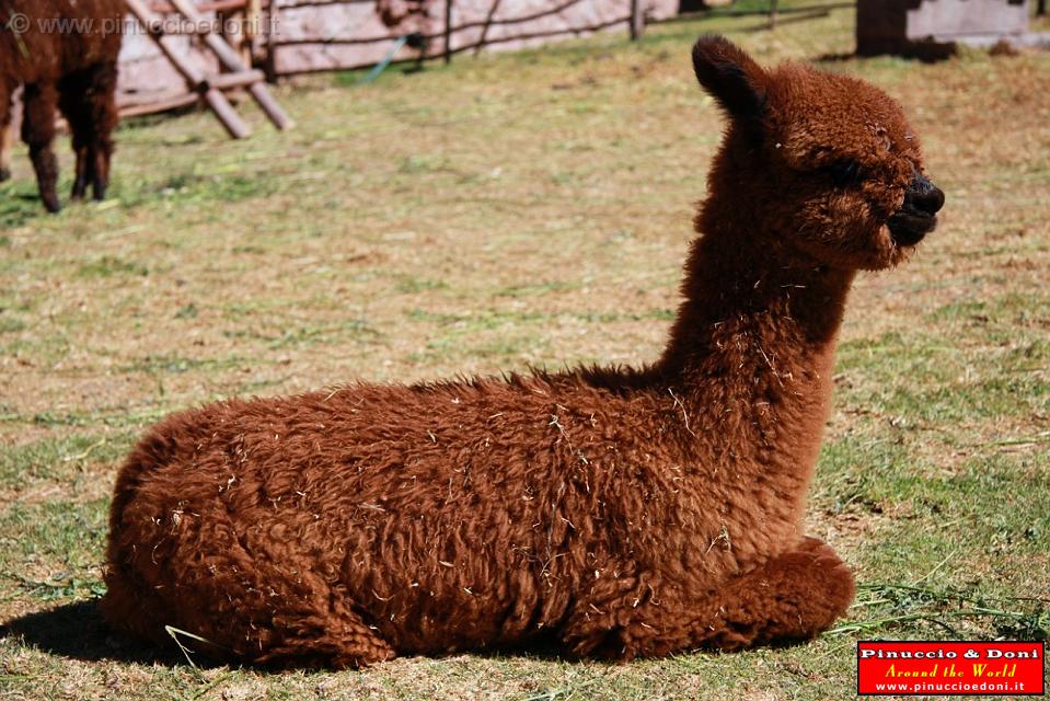 PERU - Alpaca - 5.jpg